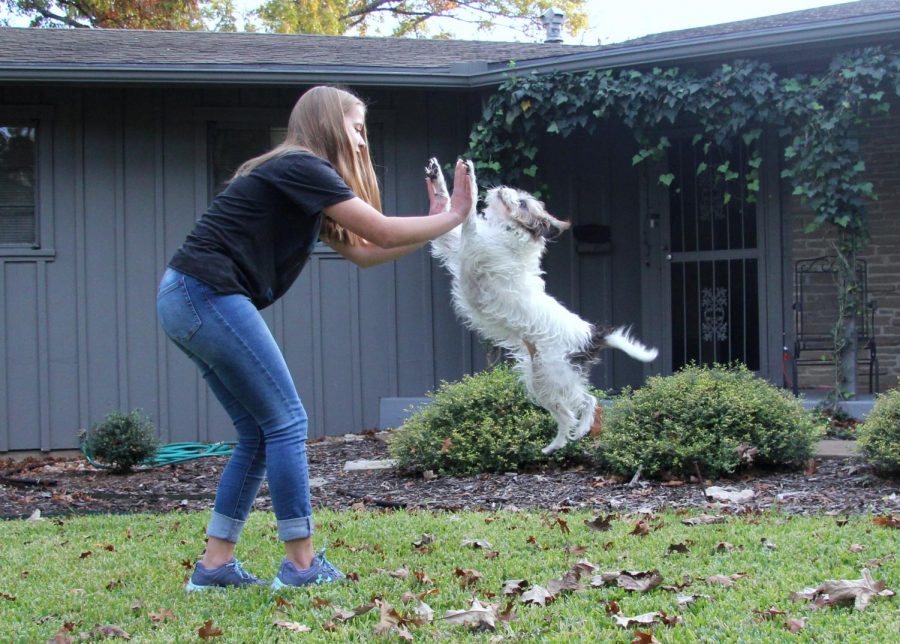 Kristen Tibbetts and her dog Ivy exchange a high-five. Ivy has been a part of their family for 5 years, and is loved by everyone who meets her. Ivy knows many tricks. Some of them she learned from a class at Petsmart that Ivy and Kristen attended (like jumping through hoops), and some she learned from Kristen herself (skateboarding). “I found her at a shelter and she was the only dog that really caught my attention,” said Kristen. “I guess when I first saw her I just knew that she was going to be my dog.”