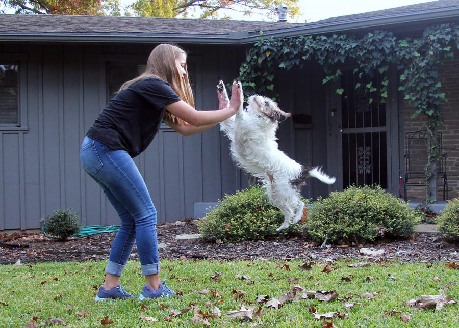 BEST FRIENDS FUR-EVER: Kristen Tibbetts and her dog Ivy exchange a high-five. Ivy has been a part of their family for five years and is loved by everyone who meets her. Ivy knows many tricks. Some of them she learned from a class at Petsmart that Ivy and Kristen attended (such as jumping through hoops), and some she learned from Kristen herself (skateboarding). “I found her at a shelter, and she was the only dog that really caught my attention,” Kristen said. “I guess when I first saw her I just knew that she was going to be my dog.” Photo by Sarah Slaten.