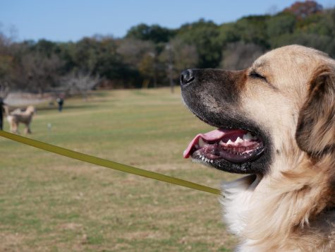 A FETCHING YOUNG LAD: Gus, a 2-year-old Anatolian Shepherd mix, smiles in the sunlight on a warm day at Zilker Park. Even though Gus loves to meet new people and dogs, he is very much a couch potato. “He jumps on the bed and snuggles with us, [and] he hangs out on the couch,” McGahon said. “He’s loving and friendly and does not realize that he’s 180 pounds. He just wants to snuggle and sit in your lap.” Photo by Kristen Tibbetts.
