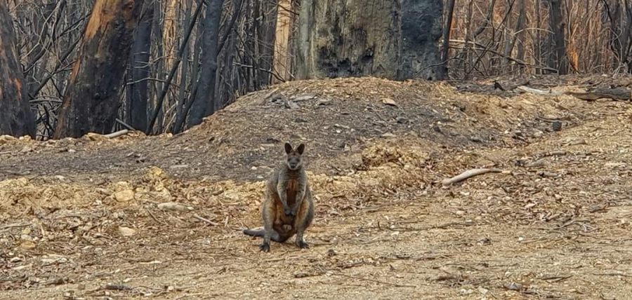 A lone kangaroo stares down the camera amidst a burnt forest. This kangaroo is one of many Australian animals affected by the fire. The animal death toll is estimated at 1 billion. The Key Club is selling Candy Grams to raise money for Port Macquarie Koala Hospital. Photo by Richard Brailsford.