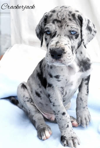 Oreo deals great dane