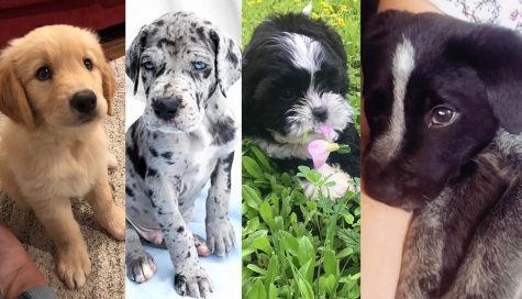 Meet Zoe, Crackerjack, Clementine and Oreo, all of whom have been adopted by McCallum faculty members in the past two weeks. Its part of a nationwide spike in dog adoption as a result of the COVID-19 pandemic. People have more time to take care of and train dogs, and they need the social, emotional and mental health benefits that come from pet ownership. Photos courtesy of the puppies parents.