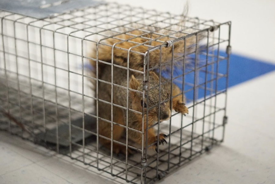 Only a few weeks after a raccoon was discovered on McCallum campus, a squirrel was found as well.