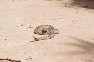 A rattlesnake likely similar in appearance to the one killed by Robin Matthews six decades ago. Matthews justification for targeting a reptile simply minding its own business is to this day, unknown. Photo by Cy Lindberg accessed Unsplash. Reposted here under the Unsplash license,