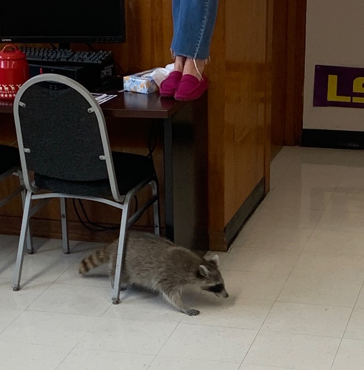 College+and+career+counselor+Camille+Nix+seeks+higher+ground+by+standing+on+a+desk+after+a+raccoon+scurried+into+her+classroom+toward+the+end+of+first+period+today.+After+the+room+was+evacuated%2C+faculty+members+were+able+to+coax+the+raccoon+into+a+trashcan+and+then+let+it+go+outside.