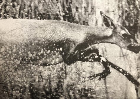 The only known image of the supposed killer deer; pretty spooky, huh? Credit to an unknown 1995 staff member.