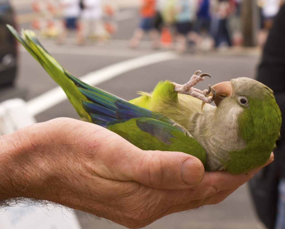 A domesticated monk parakeet being held by its owner. Accessed on Wilburns Flickr account. Reposted here under a creative commons license.
