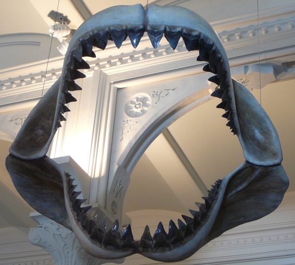 Megalodon jaw at the American Museum of Natural History. Accessed on via Wikipedia commons and reposted here under fair use rights.