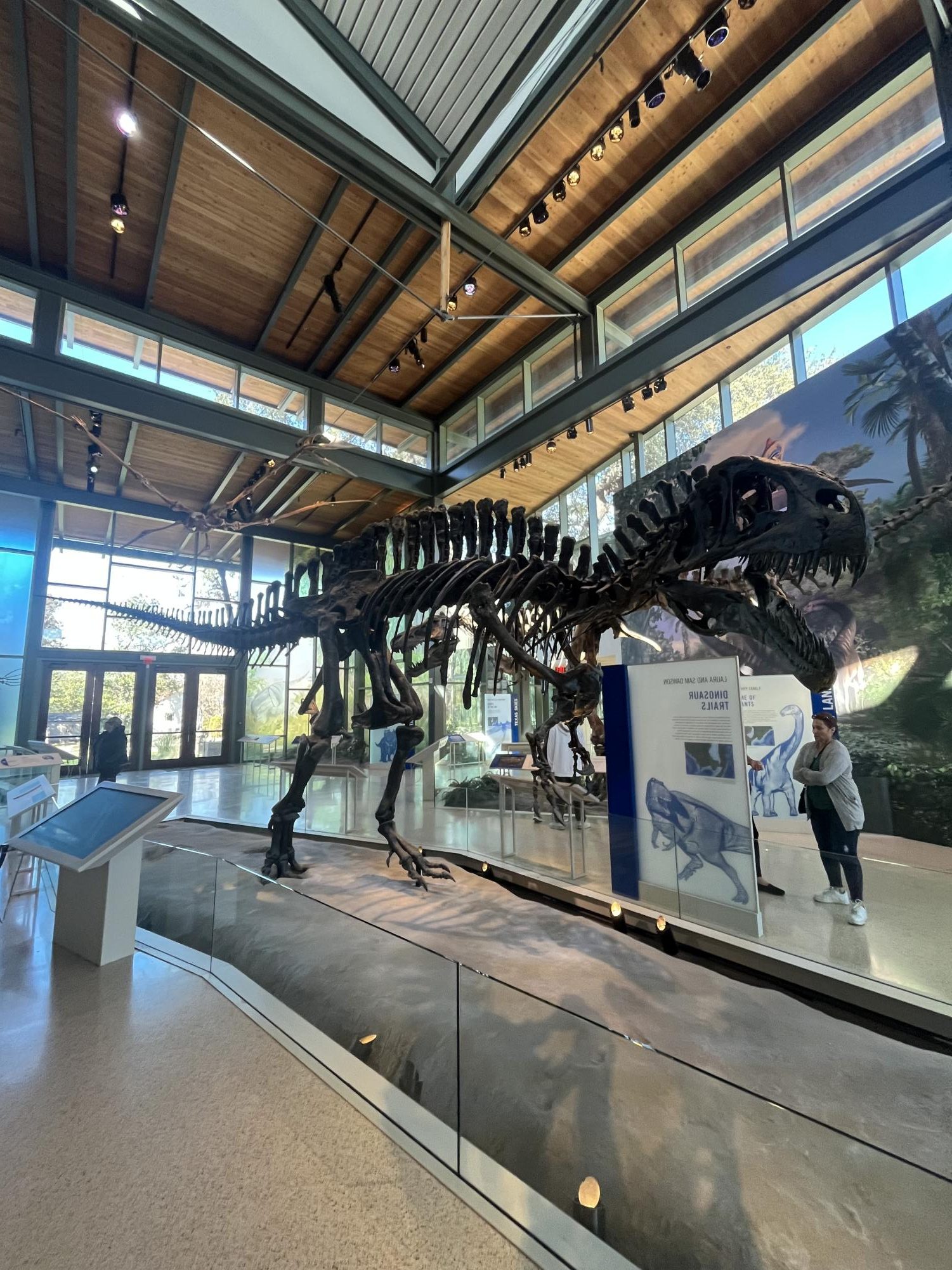 A skeleton of acrocanthosaurus at the Witte Museum in San Antonio.