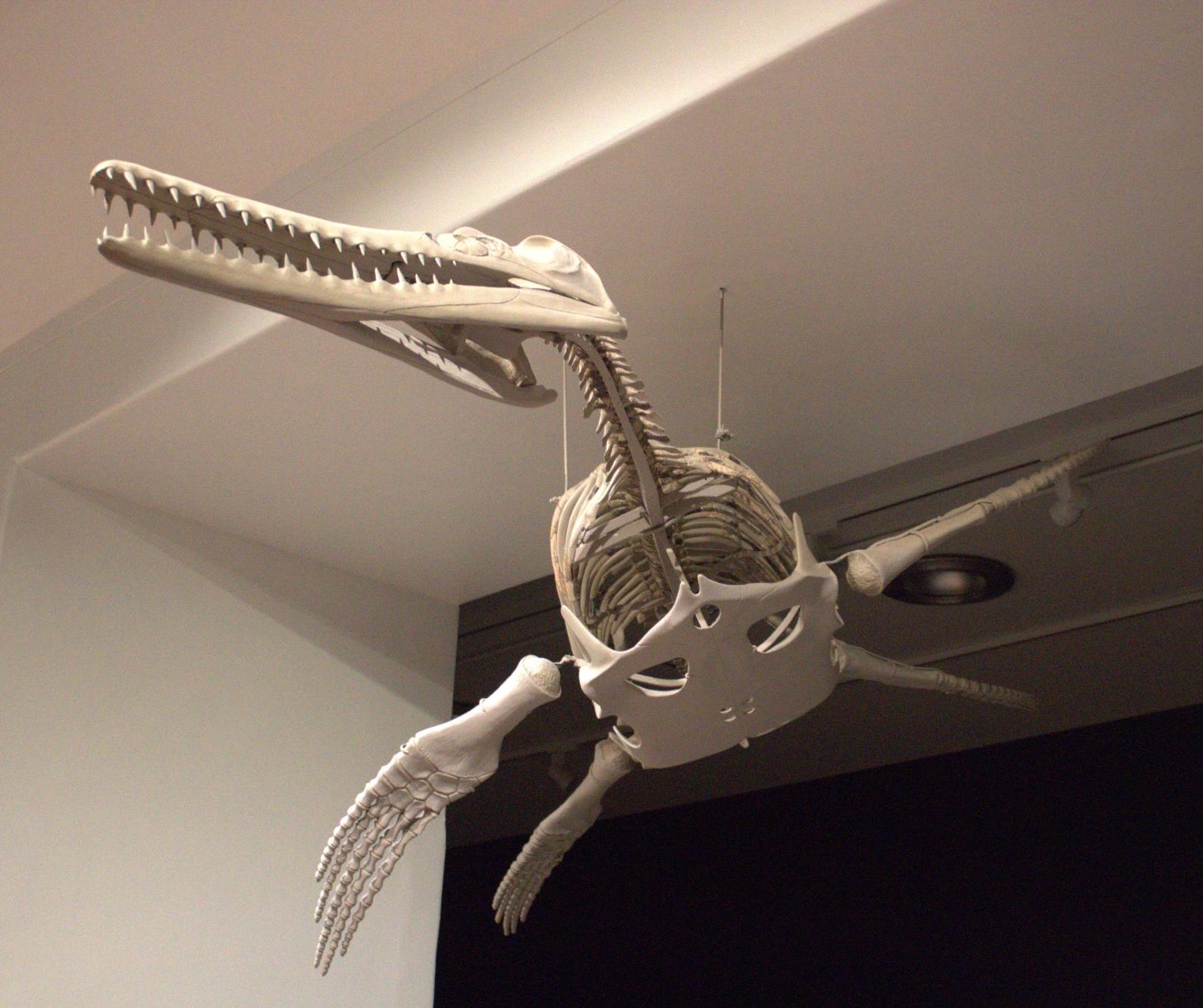 Replica of the Shoal Creek pliosaur in the Texas Science & Natural History Museum.