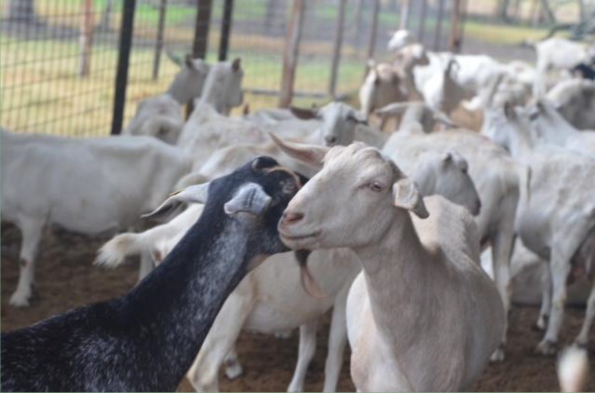 DON'T RUB ME THE WRONG WAY: Goats rub their heads together as a sign of trust and affection. Here, two goats share a little love. “Aw, little love bugs, I bet they’re friends,” farmhand Chelsea Smith said. Goats will even do this with humans. If a goat feels positively about a person, it may rub its head on them to show its affection. This is different from goats habit of butting heads. Goats butt heads to establish dominance and their hierarchy.