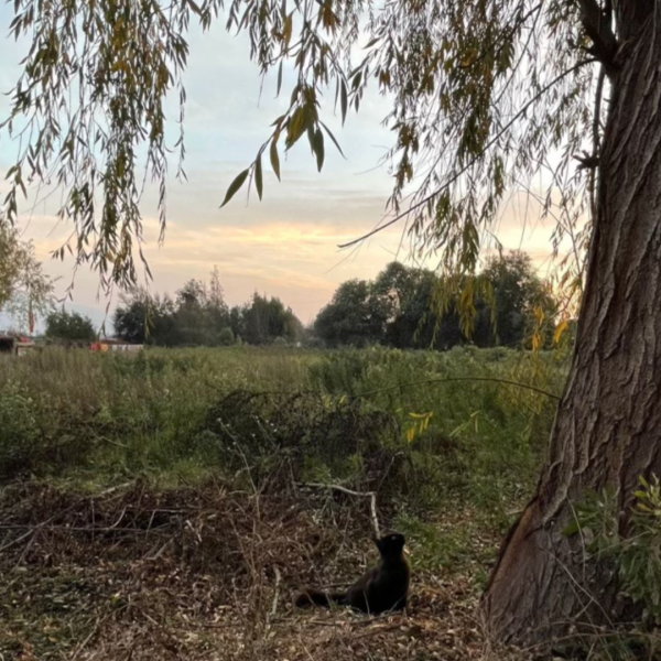 A small black cat named Suertudo ("lucky one" in English) looks up at a tree in Coquimbo, Chile, the city where Larenas was born. Larenas took this picture while she was on vacation in Coquimbo and her family took her to a campo ("field" in English), that was owned by her great grandfather. The cat Suertudo was given that name because Larenas great grandfather found him abandoned in a feria. Photo courtesy of Pia Larenas.