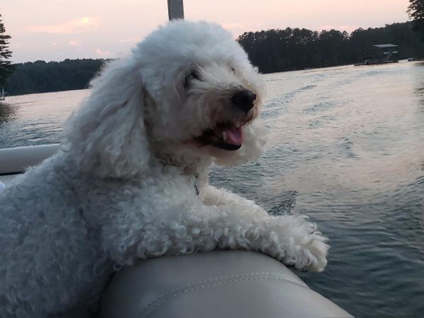 Marty catches the breeze on his grandfather's pontoon boat on Lake Hartwell on the Georgia-South Carolina border. Photo courtesy of Henry Winter.