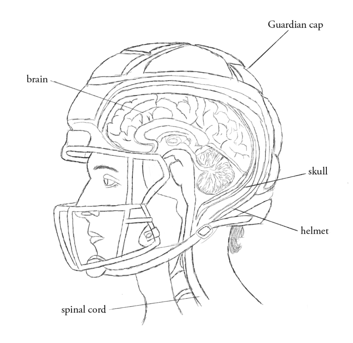 Diagram of inner skull and helmet with a Guardian cap. Graphic by V Overstreet.