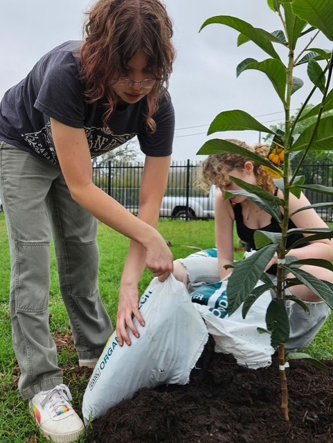 Lexi Fredine plants her tree in English courtyard 